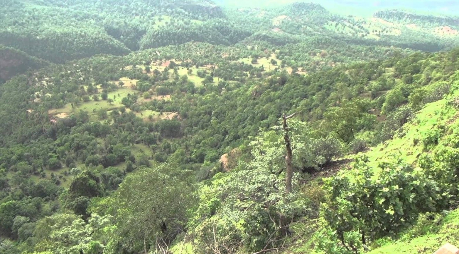 Bhander Range Forest